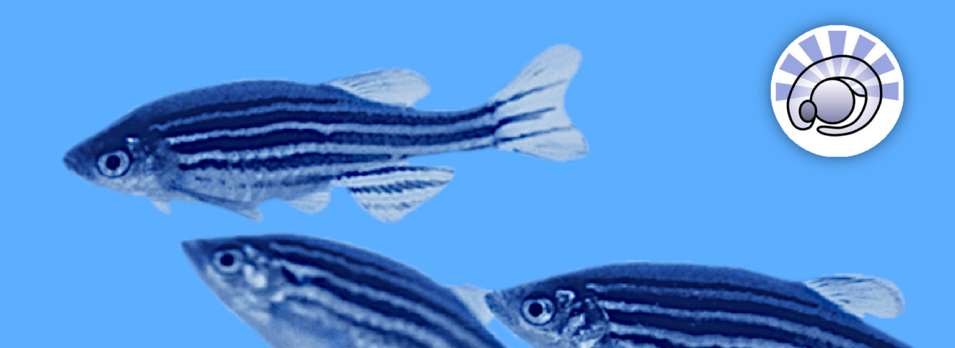 KIT European Zebrafish Resource Center (EZRC) Homepage